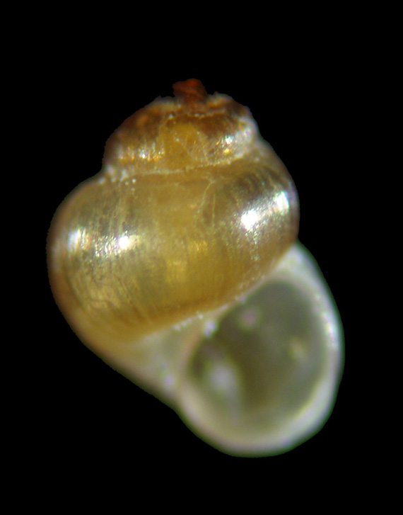 Il genere Setia e Crisilla nel Mediteraneo
